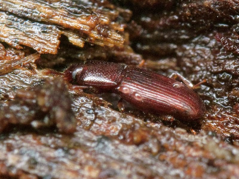 Cerylon ferrugineum Stephens, 1830